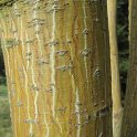 Acer rufinerve ecorce